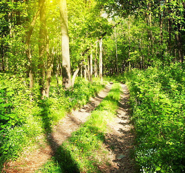 istock Country road in forest 178714535