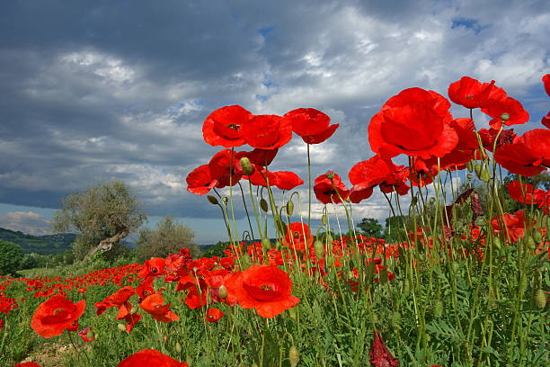 poppies stock photo