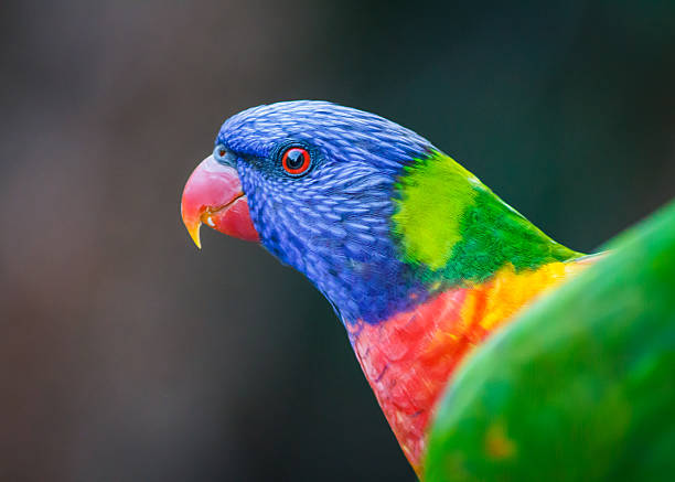 istock Red Eye of a Rainbow Lorikeet 178714758