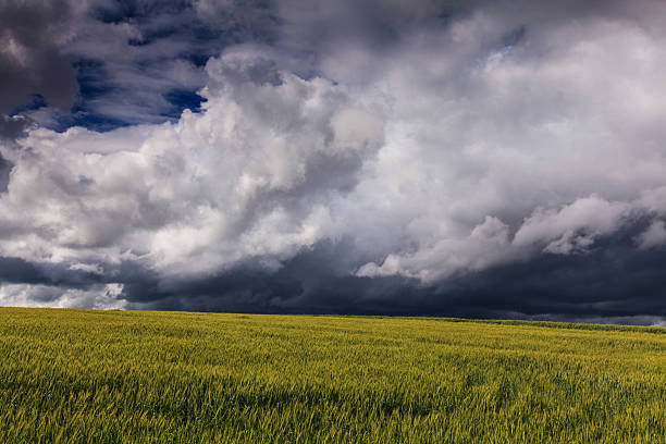 istock Field of barley and dramatic storm sky 178714803