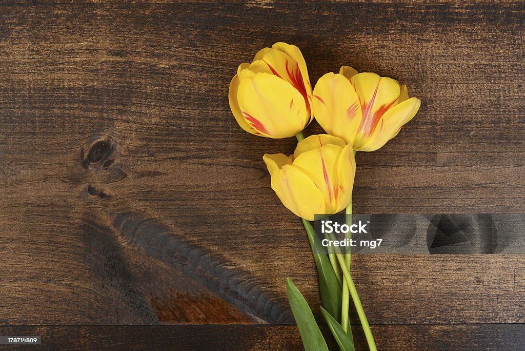 Yellow tulips on wood top view of Yellow tulips on wood April Stock Photo