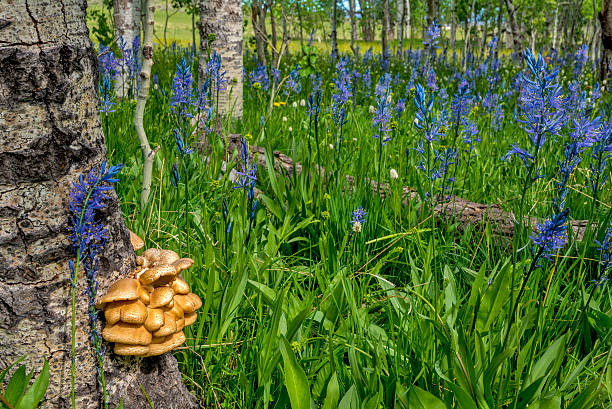 Aspen tree with Mushrooms and wildflowers