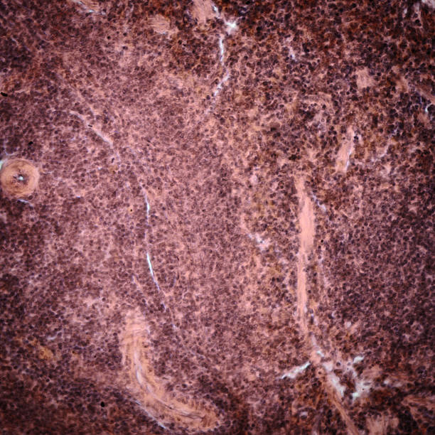 bauchspeicheldrüse - tierische bauchspeicheldrüse stock-fotos und bilder