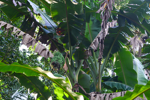 Scene of a banana tree that grows in the yard of the house. Banana trees can only bear fruit once and then die after bearing fruit.