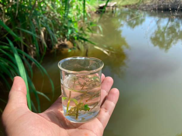 istock Small fish in a glass, science and nature Background 1787151450