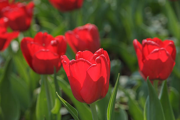 istock blooming tolips on the meadow 178715473