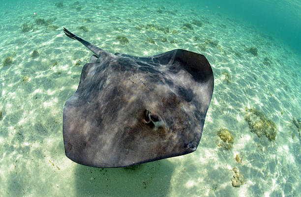 istock Stingray in its natural habitat 178715814