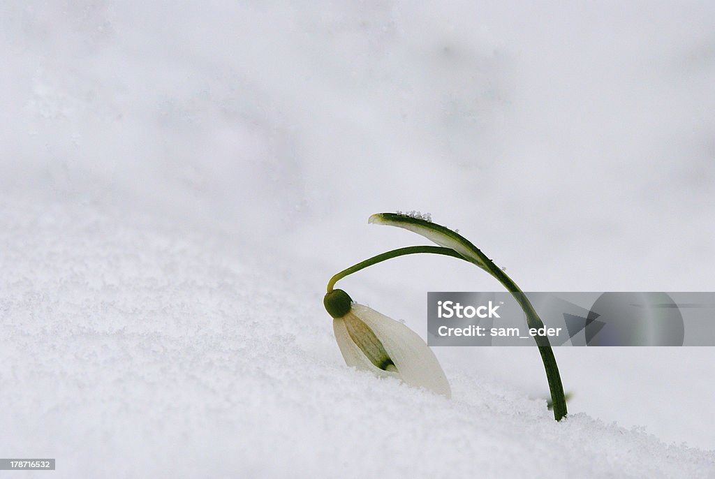 Solo campanilla de nieve en la nieve - Foto de stock de Aire libre libre de derechos