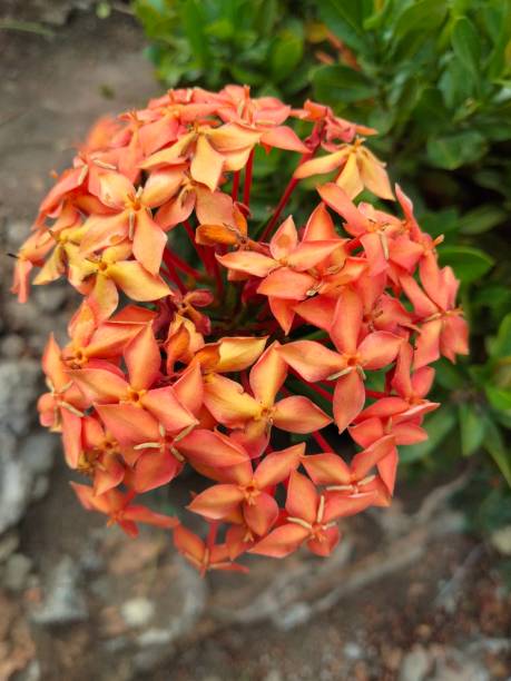 istock Soka Flowers (Ixora coccinea L.), Jungle Geranium 1787165689