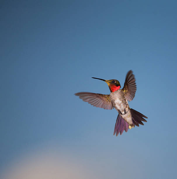 Red throated hummingbird