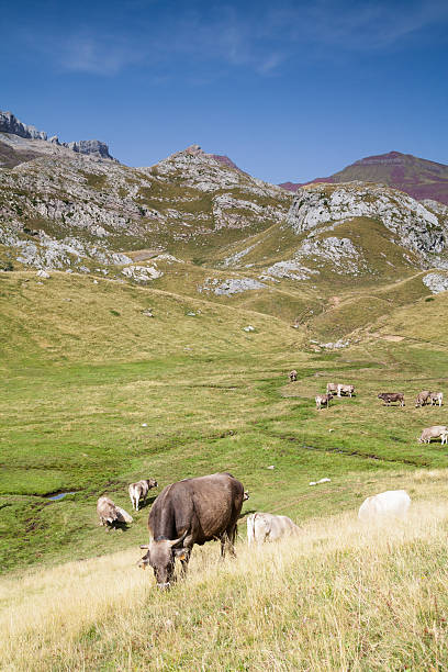 istock Cows grazing in the Hecho's Valley 178716933
