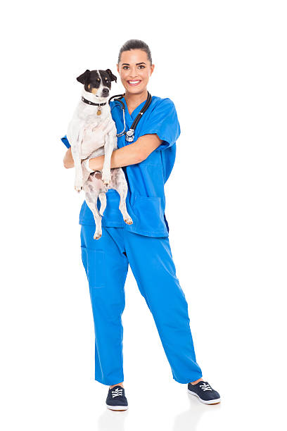 vet doctor holding pet dog stock photo