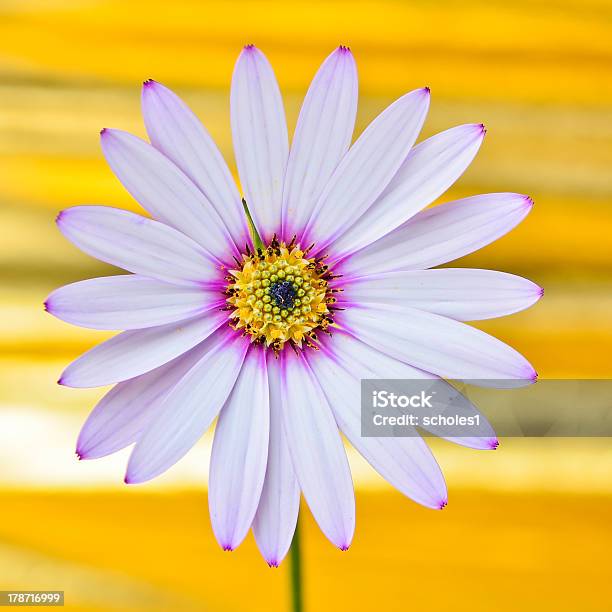 Osteospermum Fiore Margherita - Fotografie stock e altre immagini di Astratto - Astratto, Bellezza, Bellezza naturale