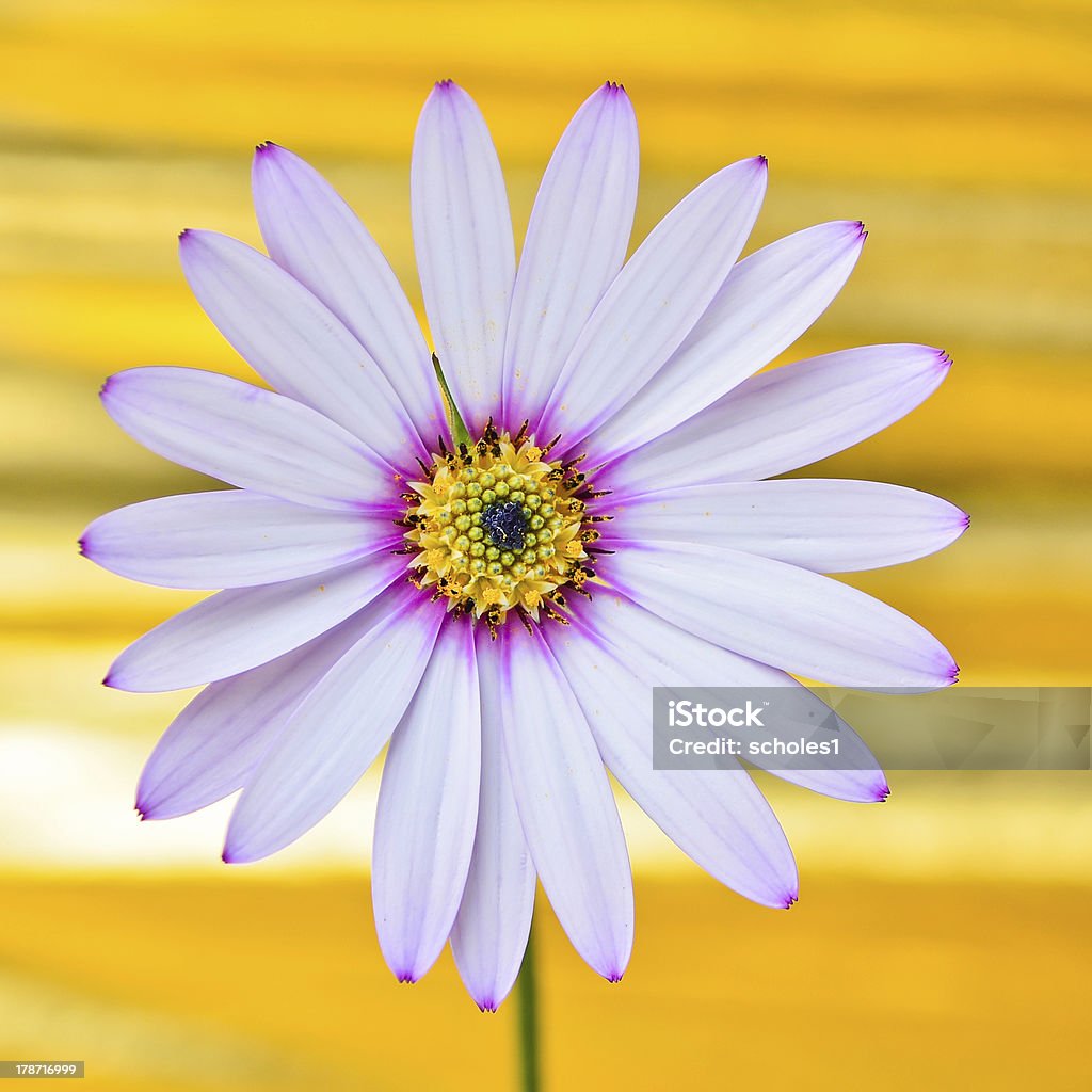 Osteospermum flor flor - Foto de stock de Abstrato royalty-free
