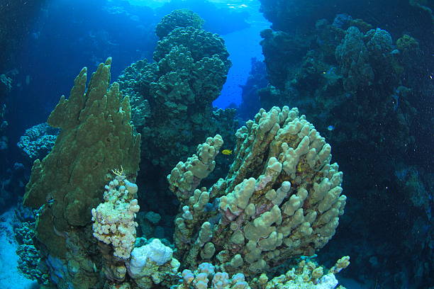 istock Marine Life in the Red Sea 178717040