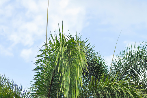 Normanbya normanbyi,  Wodyetia bifurcata AK Irvine or Foxtail palm or ARECACEAE or PALMAE leaves or leaves of betel palm or betel nut or leaves of palm and sky background