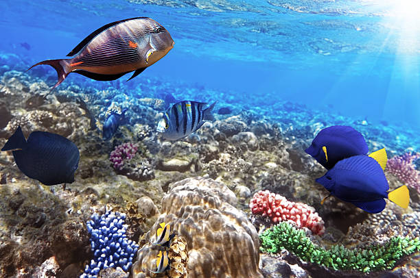 istock Coral and fish in the Red Sea.Egypt 178717388