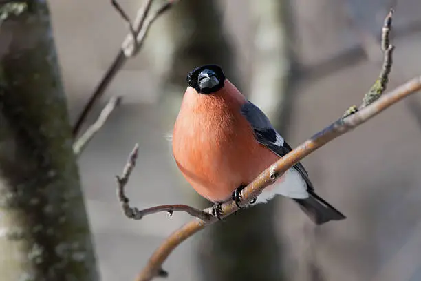 The male a bullfinch sits on a mountain ash branch