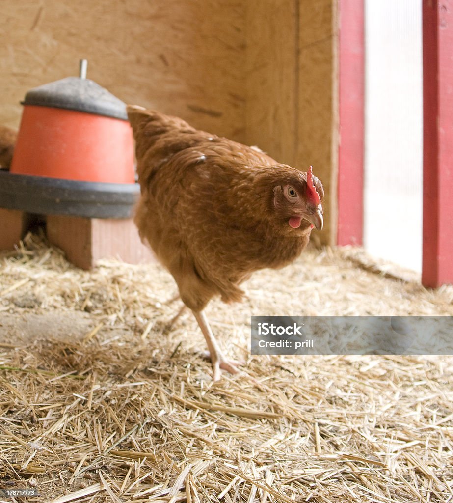 Frango em uma galinha Casa - Royalty-free Agricultura Foto de stock
