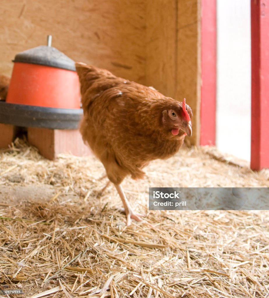 Курица в hen Дом - Стоковые фото Вертикальный роялти-фри