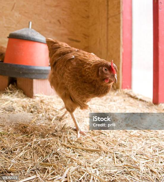 Курица В Hen Дом — стоковые фотографии и другие картинки Вертикальный - Вертикальный, Домашние животные, Домашние куры