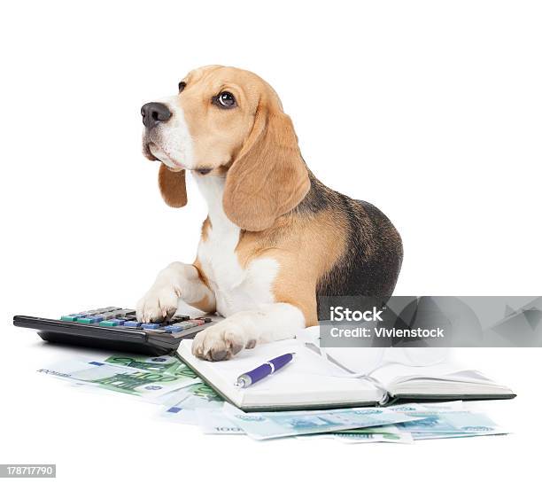 Geschäft Hund Schreibmaschine Stockfoto und mehr Bilder von Aktenordner - Aktenordner, Haustier, Tier
