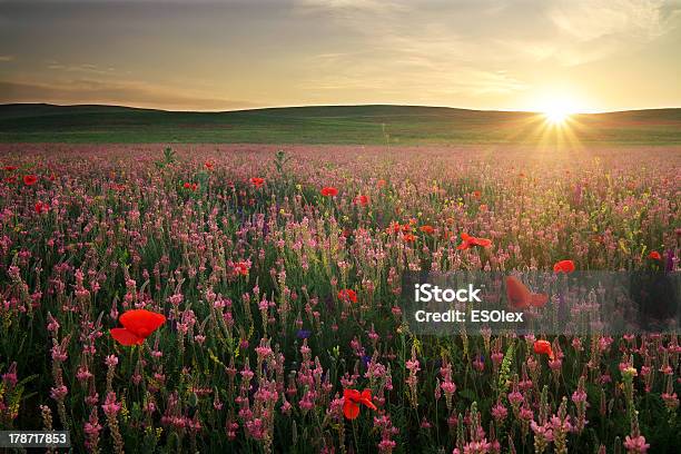 Field With Grass Violet Flowers And Red Poppies Sunset Stock Photo - Download Image Now