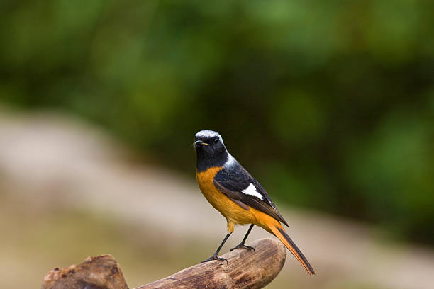 istock male Daurian Redstart,Phoenicurus auroreus 178717897