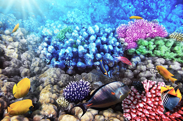 coral y peces en el sea.egypt rojo - vitality sea aquatic atoll fotografías e imágenes de stock