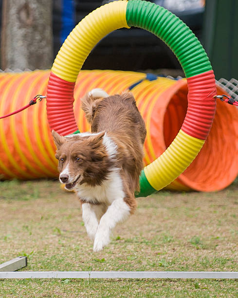 istock Dog jumping trough Tire 178718362