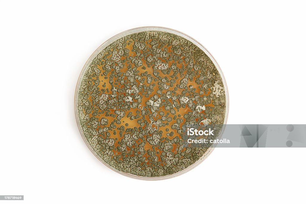 Penicillum fungi on agar plate over white genetically modified Penicillum fungi on agar plate over white Petri Dish Stock Photo