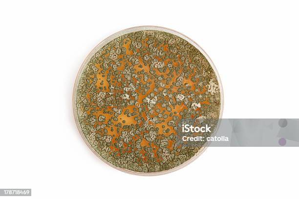 Penicillum Fungi On Agar Plate Over White Stock Photo - Download Image Now - Petri Dish, Agar Jelly, Animal