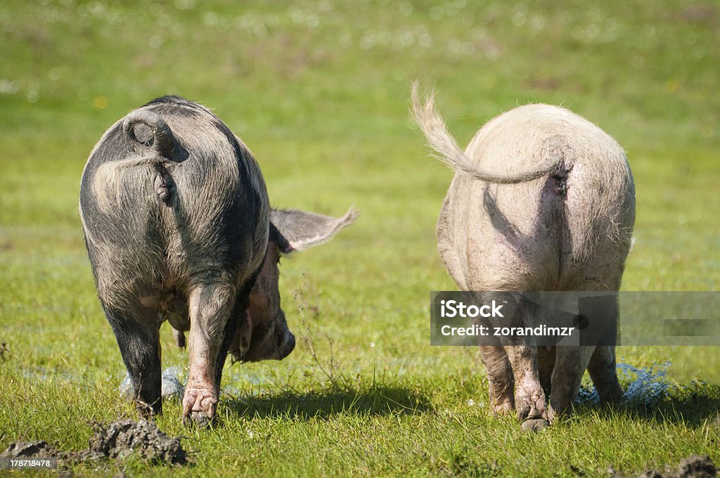 Ferkel auf Gras - Lizenzfrei Baum Stock-Foto