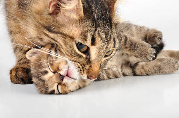 Two cats against a white backlit background