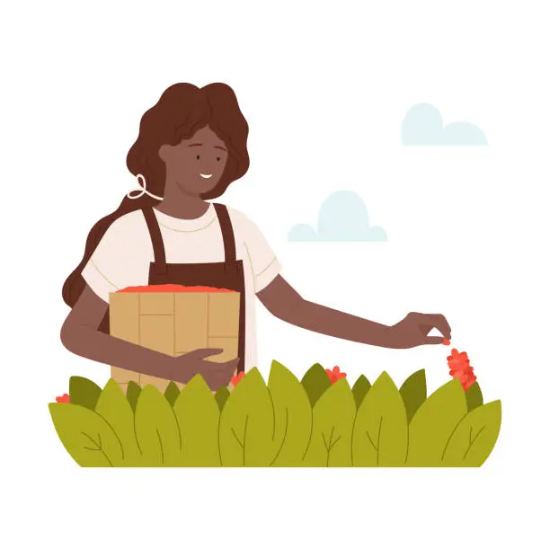 Vector illustration of Woman worker harvesting coffee beans