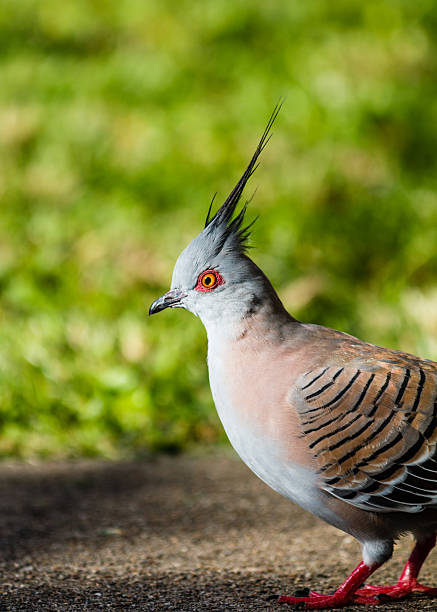 istock Crested Pigeon with Spike Head Feathers 178718887