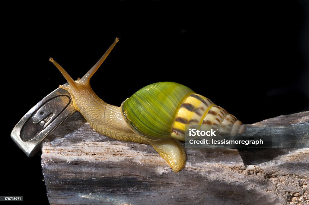 Caracol con los anillos - Foto de stock de Caracol libre de derechos