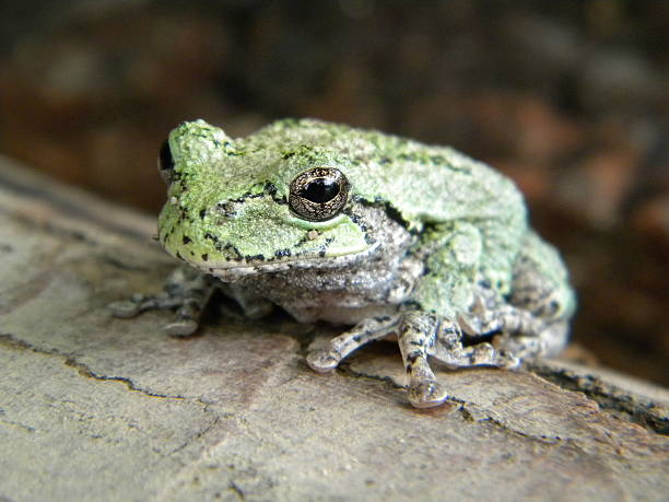 istock Color Close Up Of Tree Frog Sitting On Log 178719024