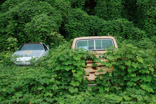 Kudzu, sometimes called the vine that ate the Southeastern USA, growing over an abandoned car and truck in Chattanooga, Tennessee. This invasive vine when left unchecked will cover anything that isn't moving.