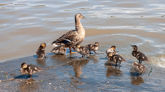 Grey Teal duck family with a group of baby ducklings . High quality photo