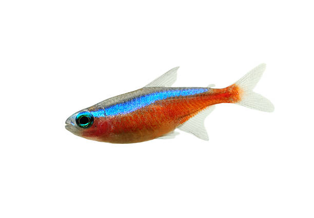 카디날 tetra (paracheirodon axelrodi) - tetra fish 뉴스 사진 이미지