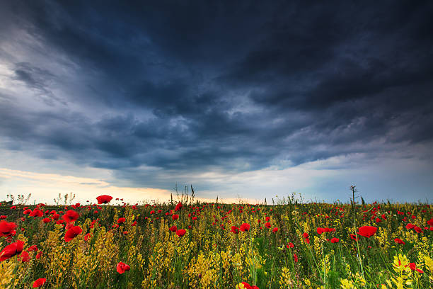 istock Beautiful rural scenery with wild poppy 178719426