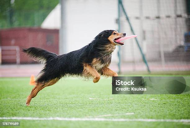 Chod 犬を引くディスク - おもちゃのストックフォトや画像を多数ご用意 - おもちゃ, つかまえる, イヌ科