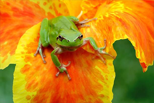 istock Hyla tree frog in yellow and orange flower 178719911