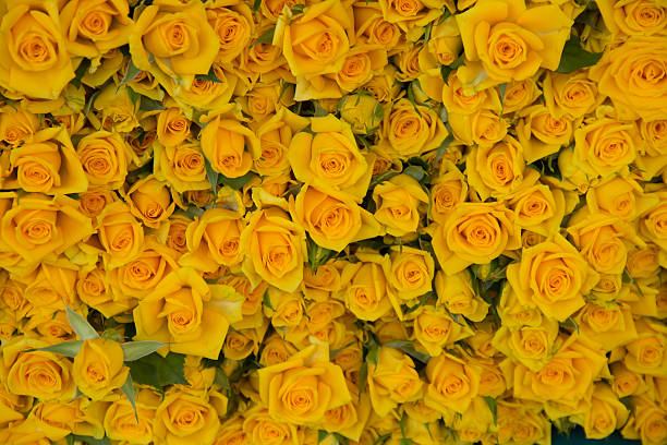 istock Yellow roses on the market 178719923