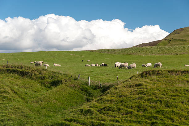 istock sheep grazing in Iceland 178719933