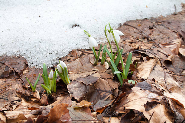 istock Snowdrop flowers near the last snow 178720056