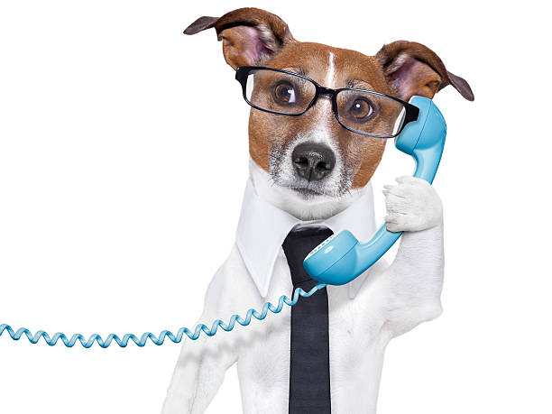 istock business dog on the phone 178720376