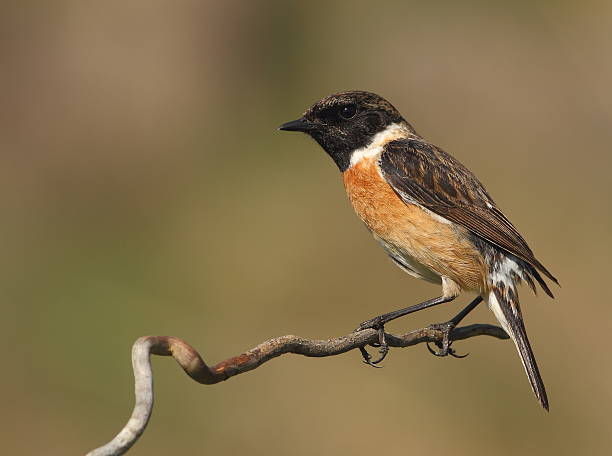 istock Saxicola torquatus common stonechat male perched on a branch 178720391