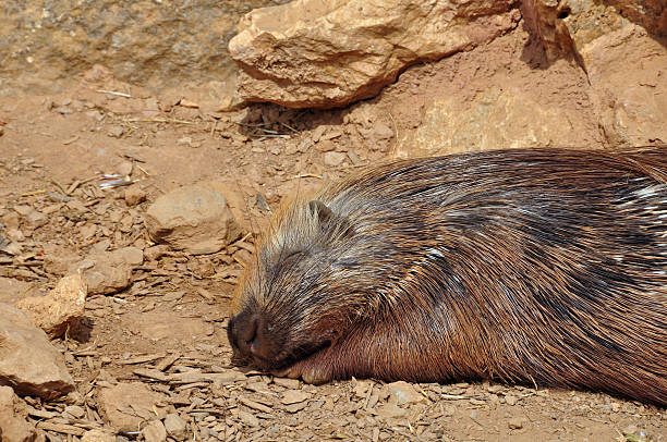 istock indian crested porcupine 178720499
